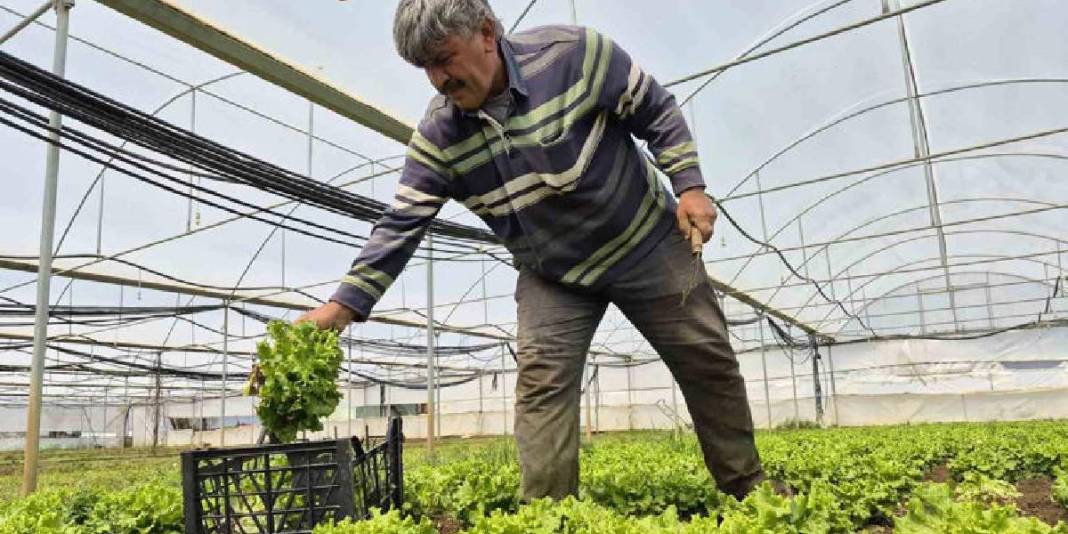 Marulda fiyat farkı açıldı: Tarlada 15 TL, tezgahta 100 TL 1